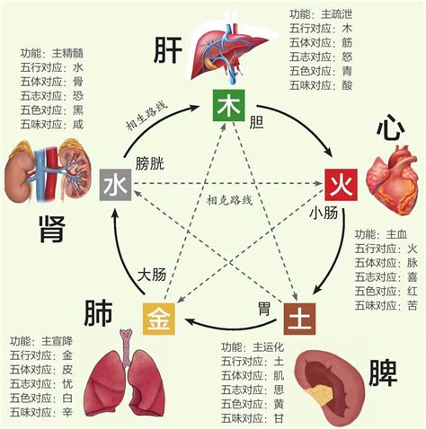 胃 五行|中医给五脏划分了五行属性，十分精准，古人是如何做。